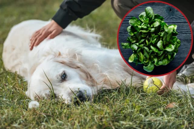 Czy pies może jeść szpinak bez obaw? Poznaj zasady i korzyści! Czy pies może jeść szpinak bez obaw? Poznaj zasady i korzyści!