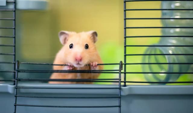 5 najczęstszych powodów dlaczego chomik gryzie klatkę - poradnik opiekuna 5 najczęstszych powodów dlaczego chomik gryzie klatkę - poradnik opiekuna