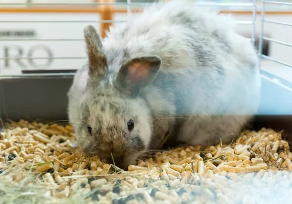 Jak ocieplić klatkę dla królika w zimie i zapewnić mu komfort Jak ocieplić klatkę dla królika w zimie i zapewnić mu komfort