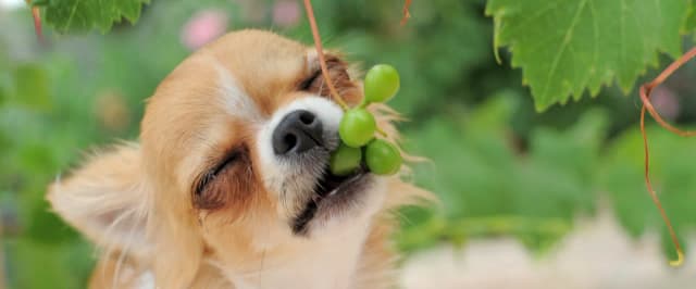 Czy pies może jeść winogrona? Uważaj, mogą być śmiertelnie groźne! Czy pies może jeść winogrona? Uważaj, mogą być śmiertelnie groźne!