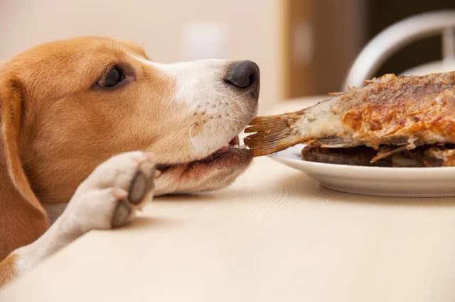 Czy pies może jeść ryby i co powinieneś wiedzieć o ich diecie? Czy pies może jeść ryby i co powinieneś wiedzieć o ich diecie?