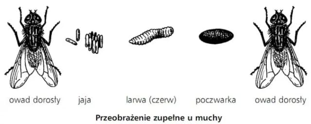 Jak rozmnażają się owady? Zaskakujące metody i strategie rozmnażania Jak rozmnażają się owady? Zaskakujące metody i strategie rozmnażania