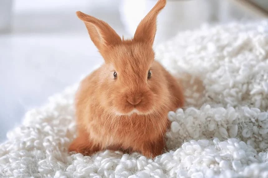 Dlaczego królik tupie w nocy? Odkryj tajemnice jego zachowań Dlaczego królik tupie w nocy? Odkryj tajemnice jego zachowań