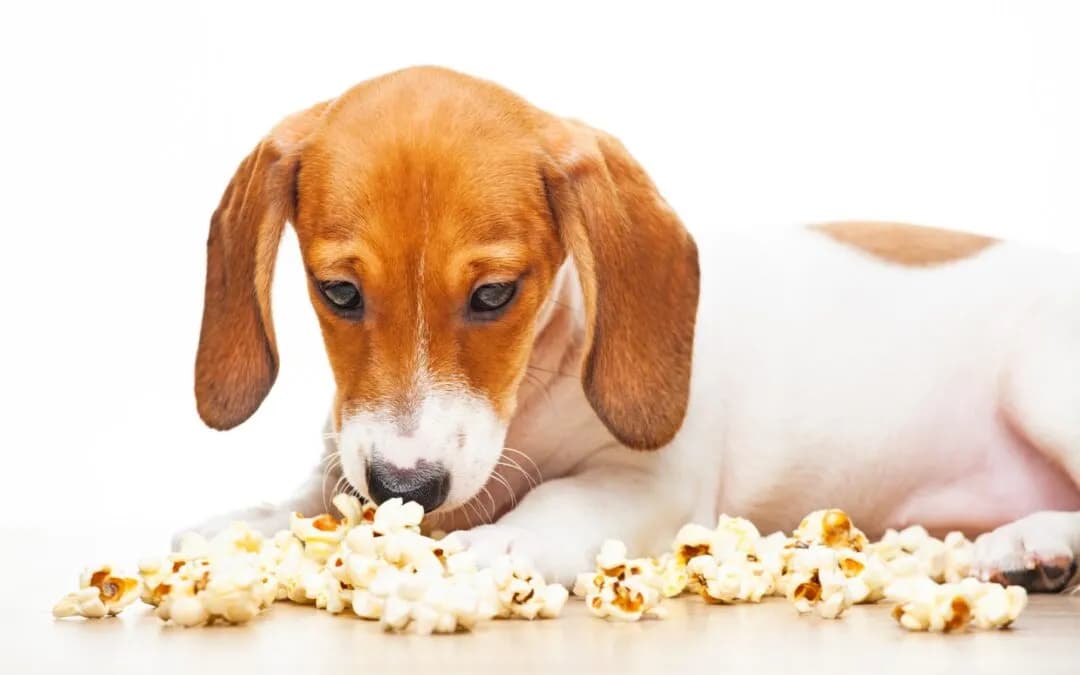Czy pies może jeść popcorn? Poznaj bezpieczne zasady karmienia pupila Czy pies może jeść popcorn? Poznaj bezpieczne zasady karmienia pupila