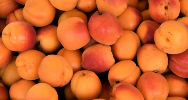 Czy pies może jeść morele i co musisz wiedzieć o ich bezpieczeństwie Czy pies może jeść morele i co musisz wiedzieć o ich bezpieczeństwie