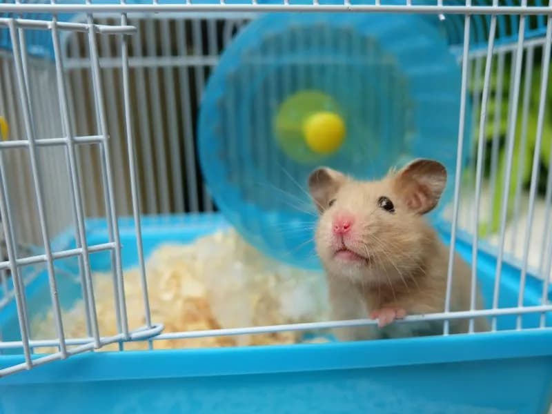 Jakie wymiary klatki dla chomika zapewnią mu zdrowie i szczęście? Jakie wymiary klatki dla chomika zapewnią mu zdrowie i szczęście?