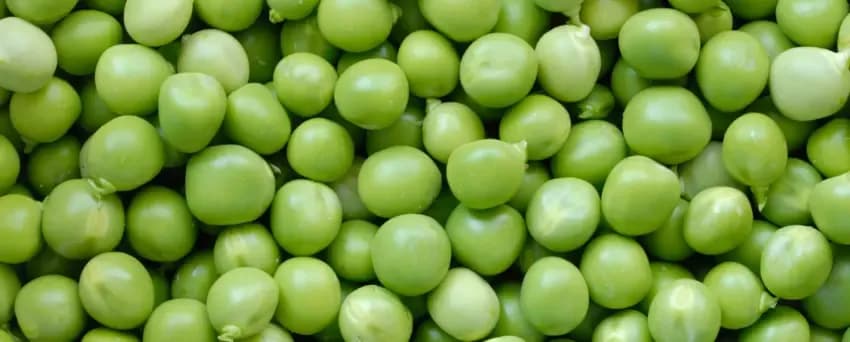 Czy pies może jeść groszek? Poznaj korzyści i zagrożenia związane z dietą Czy pies może jeść groszek? Poznaj korzyści i zagrożenia związane z dietą