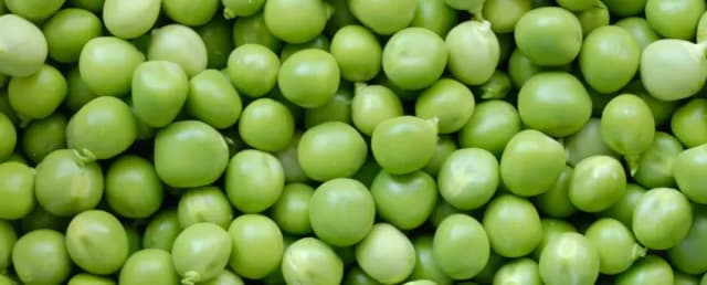 Czy pies może jeść groszek? Poznaj korzyści i zagrożenia związane z dietą Czy pies może jeść groszek? Poznaj korzyści i zagrożenia związane z dietą