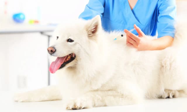 Ile kosztuje szczepienie szczeniaka? Sprawdź ceny i oszczędności Ile kosztuje szczepienie szczeniaka? Sprawdź ceny i oszczędności