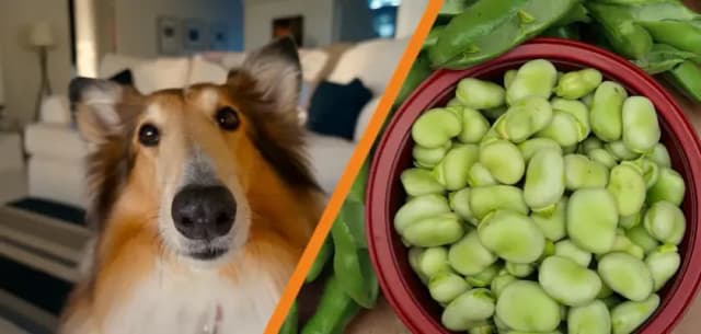 Czy pies może jeść bób: bezpieczne zasady karmienia i skutki uboczne Czy pies może jeść bób: bezpieczne zasady karmienia i skutki uboczne