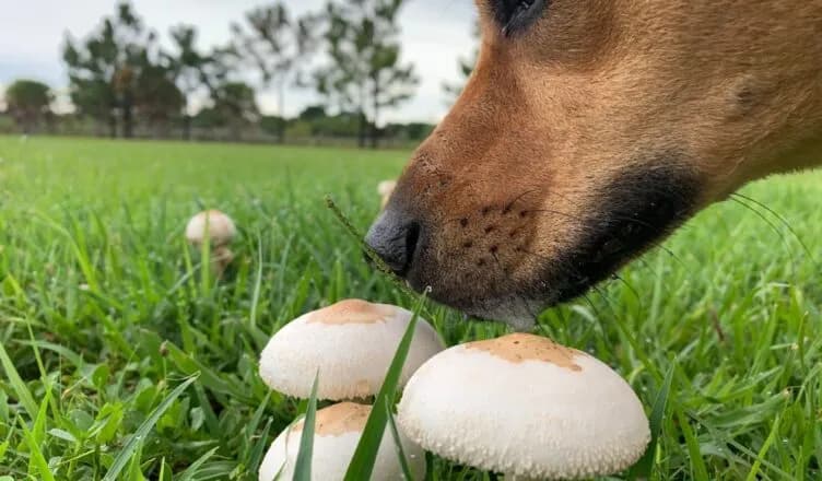 Czy pies może jeść grzyby? Dowiedz się, jak chronić swojego pupila przed zagrożeniem Czy pies może jeść grzyby? Dowiedz się, jak chronić swojego pupila przed zagrożeniem