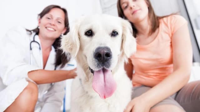 Dowiedz się co ile odrobaczać psa: praktyczny poradnik dla właściciela Dowiedz się co ile odrobaczać psa: praktyczny poradnik dla właściciela