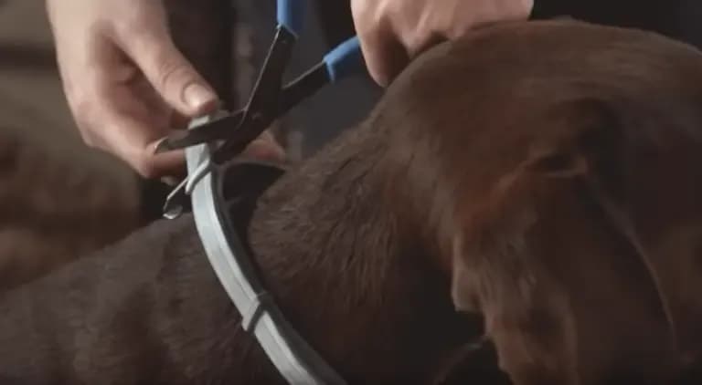 Jaką obrożę przeciw kleszczom dla psa wybrać, by zapewnić bezpieczeństwo? Jaką obrożę przeciw kleszczom dla psa wybrać, by zapewnić bezpieczeństwo?