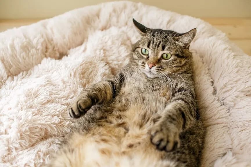 Ile sutków ma kotka? Zaskakujące fakty o anatomii kotów Ile sutków ma kotka? Zaskakujące fakty o anatomii kotów