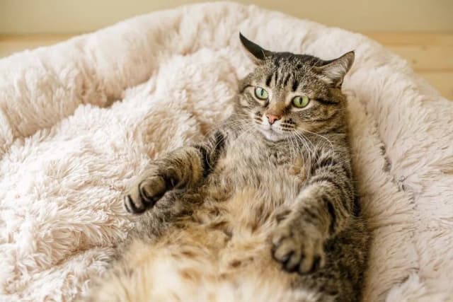 Ile sutków ma kotka? Zaskakujące fakty o anatomii kotów Ile sutków ma kotka? Zaskakujące fakty o anatomii kotów