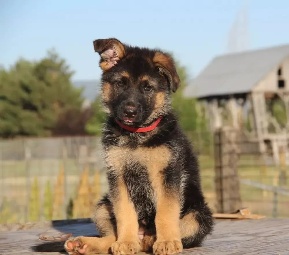 Jak postępować ze szczeniakiem owczarka niemieckiego, aby uniknąć problemów Jak postępować ze szczeniakiem owczarka niemieckiego, aby uniknąć problemów
