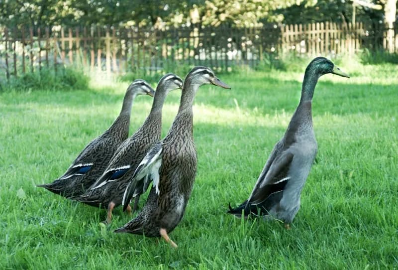 Czym się żywią dzikie kaczki? Odkryj ich zaskakującą dietę Czym się żywią dzikie kaczki? Odkryj ich zaskakującą dietę