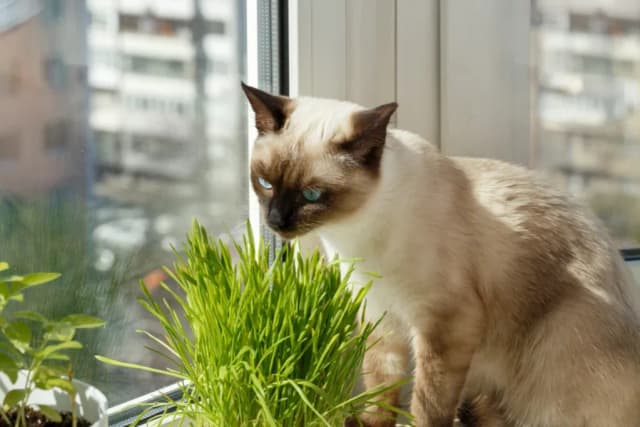 Czy koty mogą jeść owies? Poznaj korzyści i zasady bezpiecznego podawania Czy koty mogą jeść owies? Poznaj korzyści i zasady bezpiecznego podawania