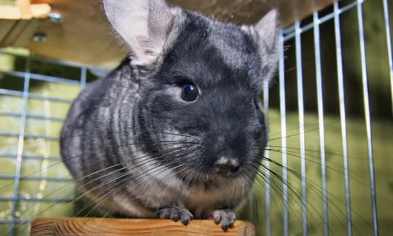 Kompletny poradnik: jak zrobić klatkę dla szynszyla w 8 prostych krokach Kompletny poradnik: jak zrobić klatkę dla szynszyla w 8 prostych krokach