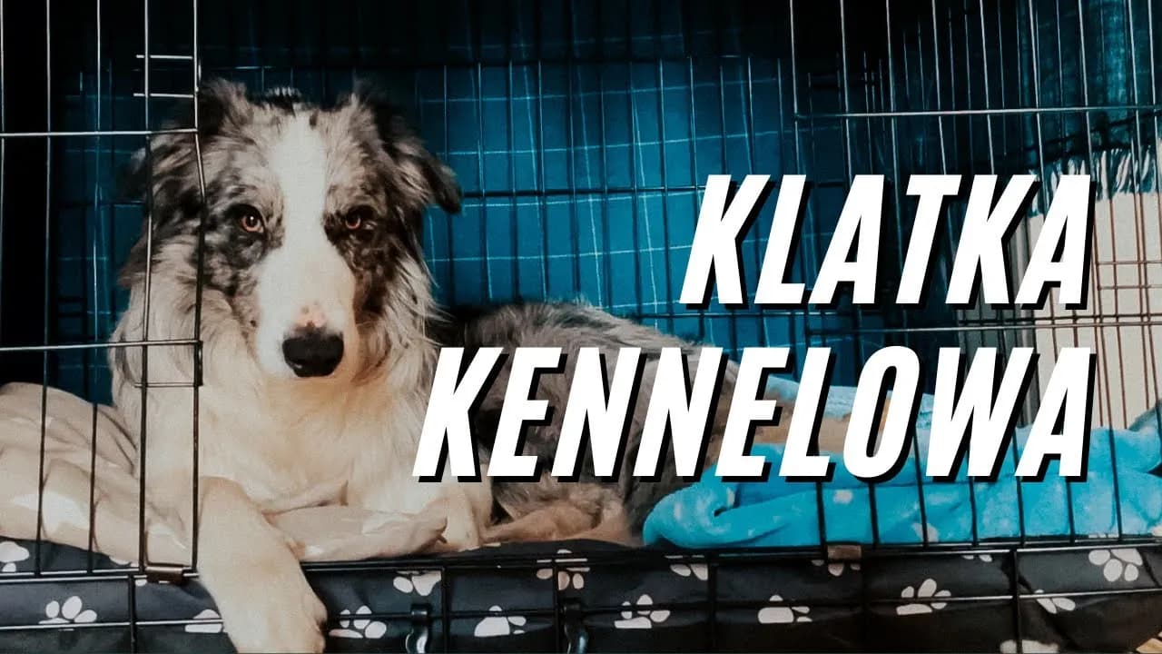 Jak wybrać odpowiednią klatkę dla border collie aby zapewnić mu komfort Jak wybrać odpowiednią klatkę dla border collie aby zapewnić mu komfort