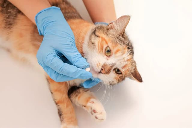 Ile trwa odrobaczanie kota i jak przeprowadzić je prawidłowo - poradnik Ile trwa odrobaczanie kota i jak przeprowadzić je prawidłowo - poradnik