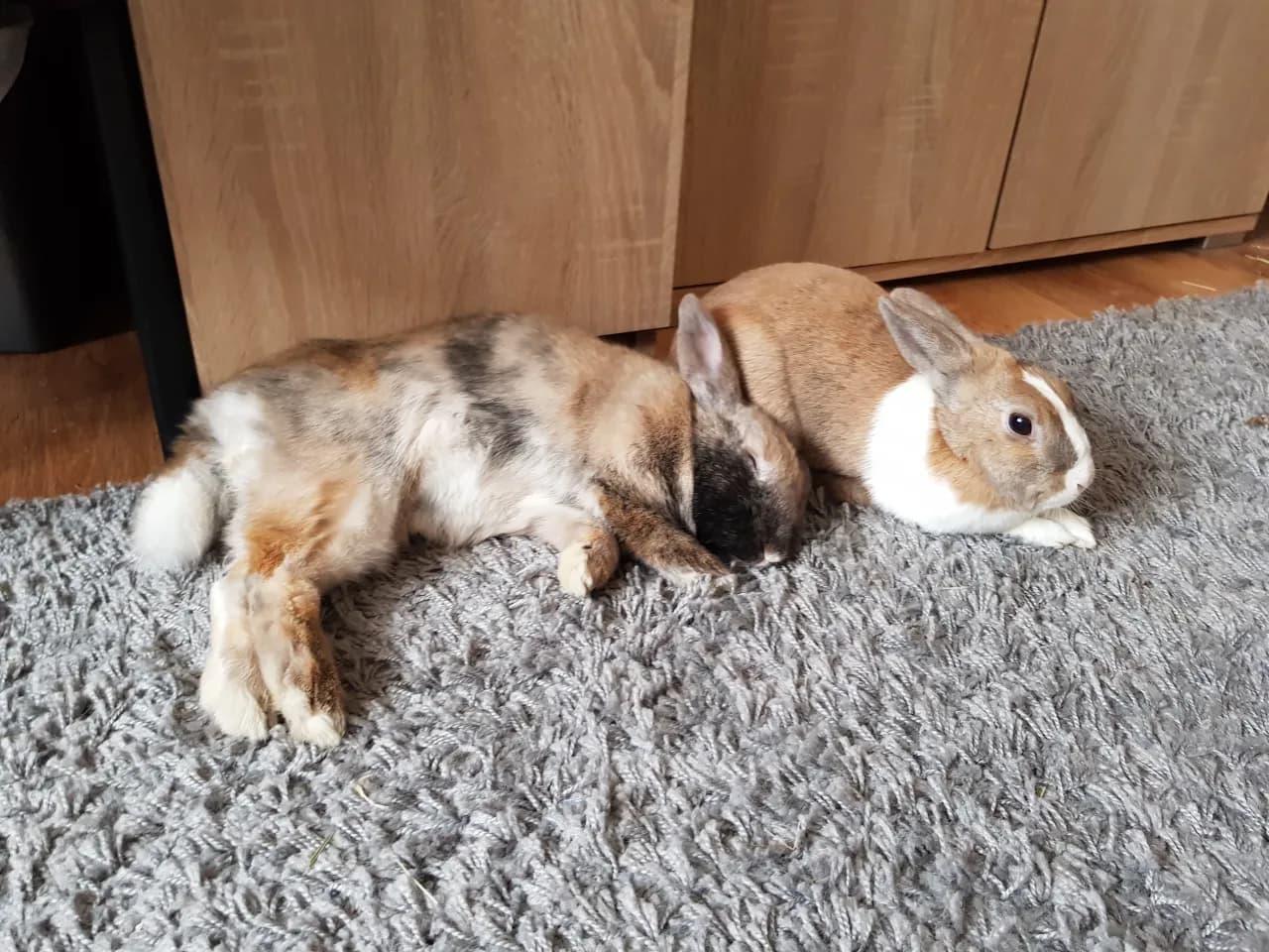 Kiedy można dotykać małe króliki, aby zapewnić im bezpieczeństwo? Kiedy można dotykać małe króliki, aby zapewnić im bezpieczeństwo?