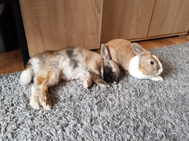 Kiedy można dotykać małe króliki, aby zapewnić im bezpieczeństwo? Kiedy można dotykać małe króliki, aby zapewnić im bezpieczeństwo?