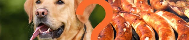 Czy pies może jeść kiełbasę - zagrożenia i alternatywy dla zdrowia pupila Czy pies może jeść kiełbasę - zagrożenia i alternatywy dla zdrowia pupila