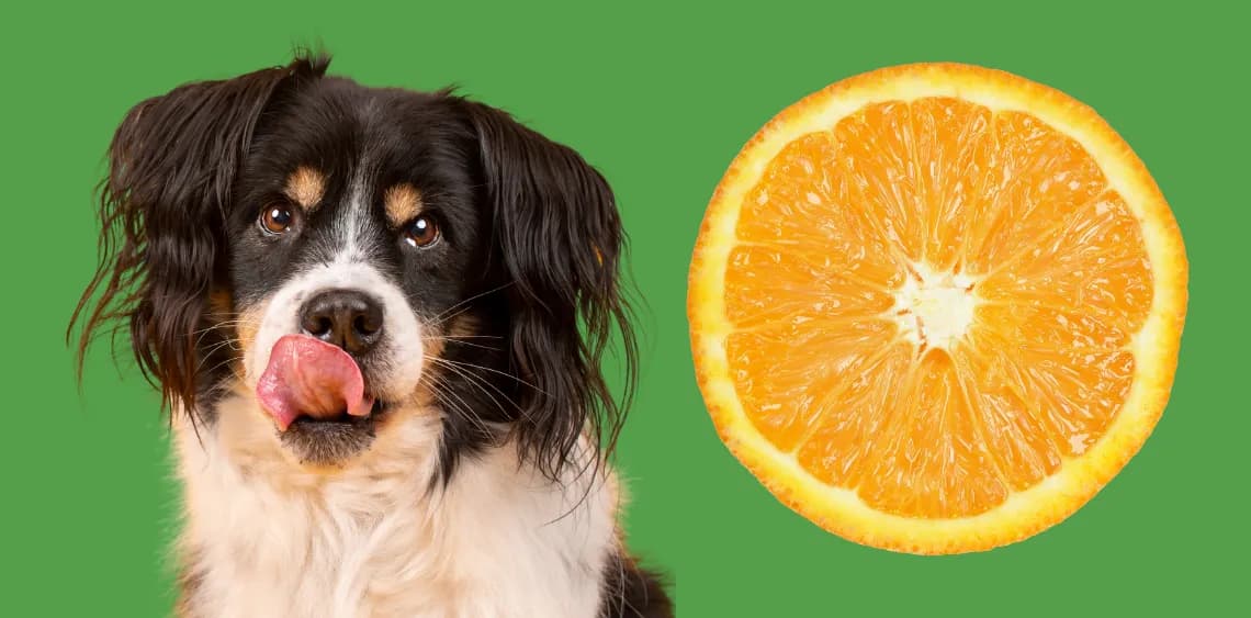 Czy pies może jeść pomarańcze i jakie mogą być tego konsekwencje? Czy pies może jeść pomarańcze i jakie mogą być tego konsekwencje?