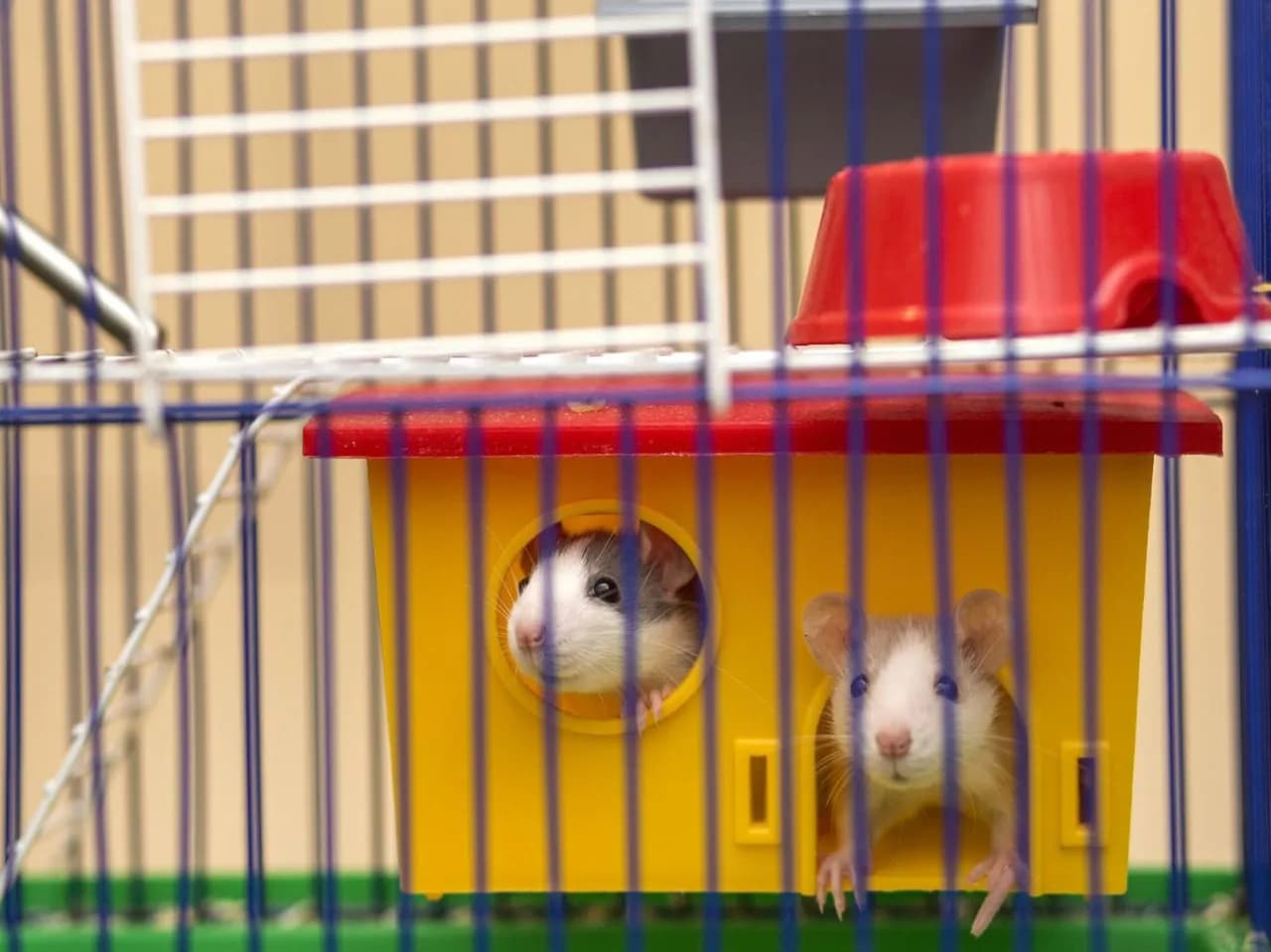 Jaka klatka dla myszy będzie najlepsza? Poznaj wszystkie wymogi Jaka klatka dla myszy będzie najlepsza? Poznaj wszystkie wymogi