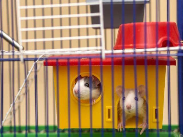 Jaka klatka dla myszy będzie najlepsza? Poznaj wszystkie wymogi Jaka klatka dla myszy będzie najlepsza? Poznaj wszystkie wymogi