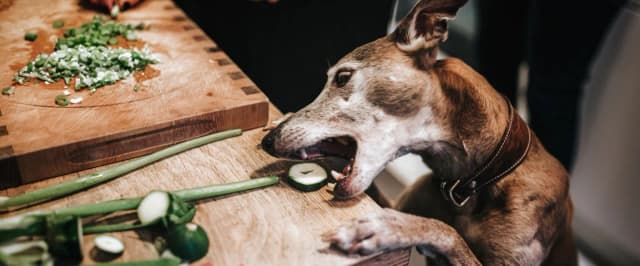 Czy pies może jeść cukinię? Praktyczne zasady bezpiecznego podawania Czy pies może jeść cukinię? Praktyczne zasady bezpiecznego podawania