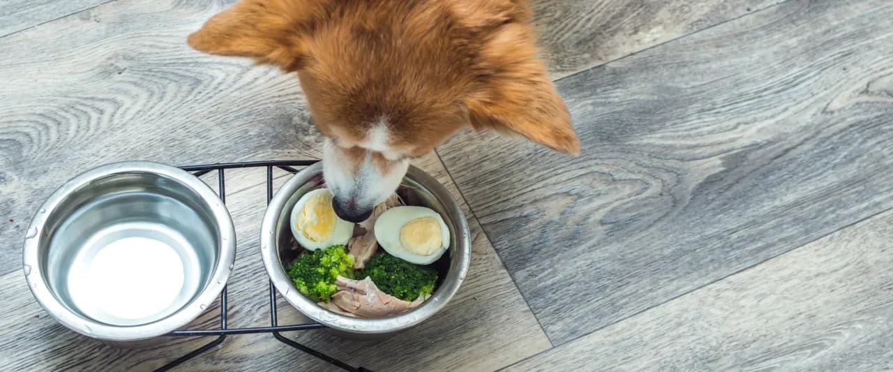 Czy pies może jeść jajka - poznaj zalecane porcje i bezpieczny sposób podania Czy pies może jeść jajka - poznaj zalecane porcje i bezpieczny sposób podania