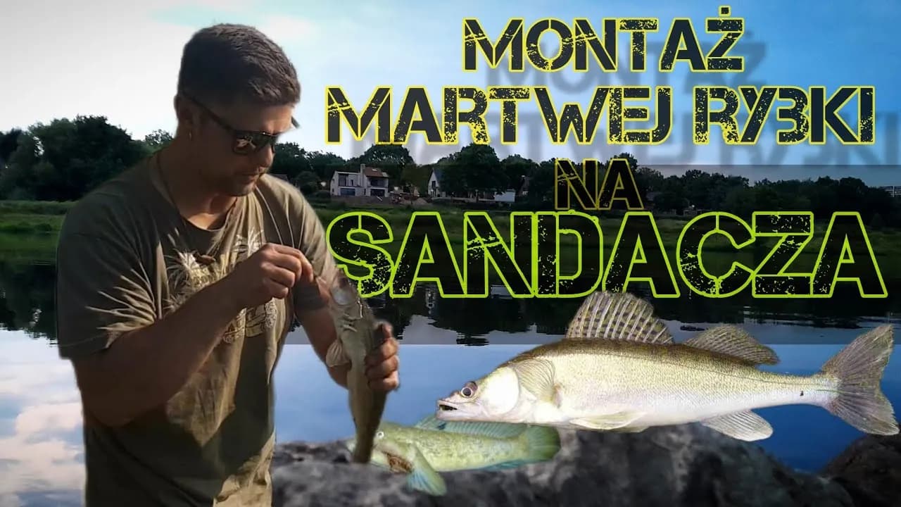 Jak uzbroić martwą rybkę na sandacza, by zwiększyć swoje szanse na sukces Jak uzbroić martwą rybkę na sandacza, by zwiększyć swoje szanse na sukces