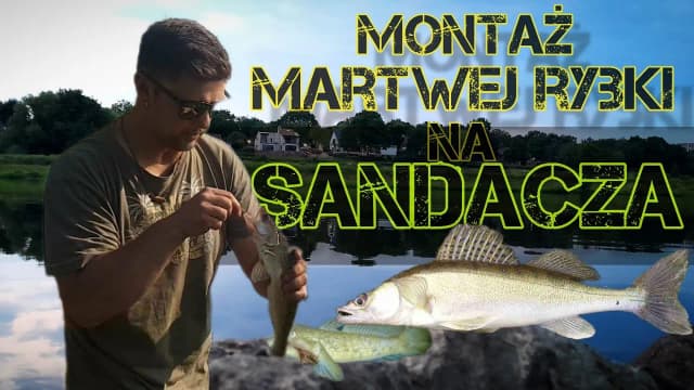 Jak uzbroić martwą rybkę na sandacza, by zwiększyć swoje szanse na sukces Jak uzbroić martwą rybkę na sandacza, by zwiększyć swoje szanse na sukces