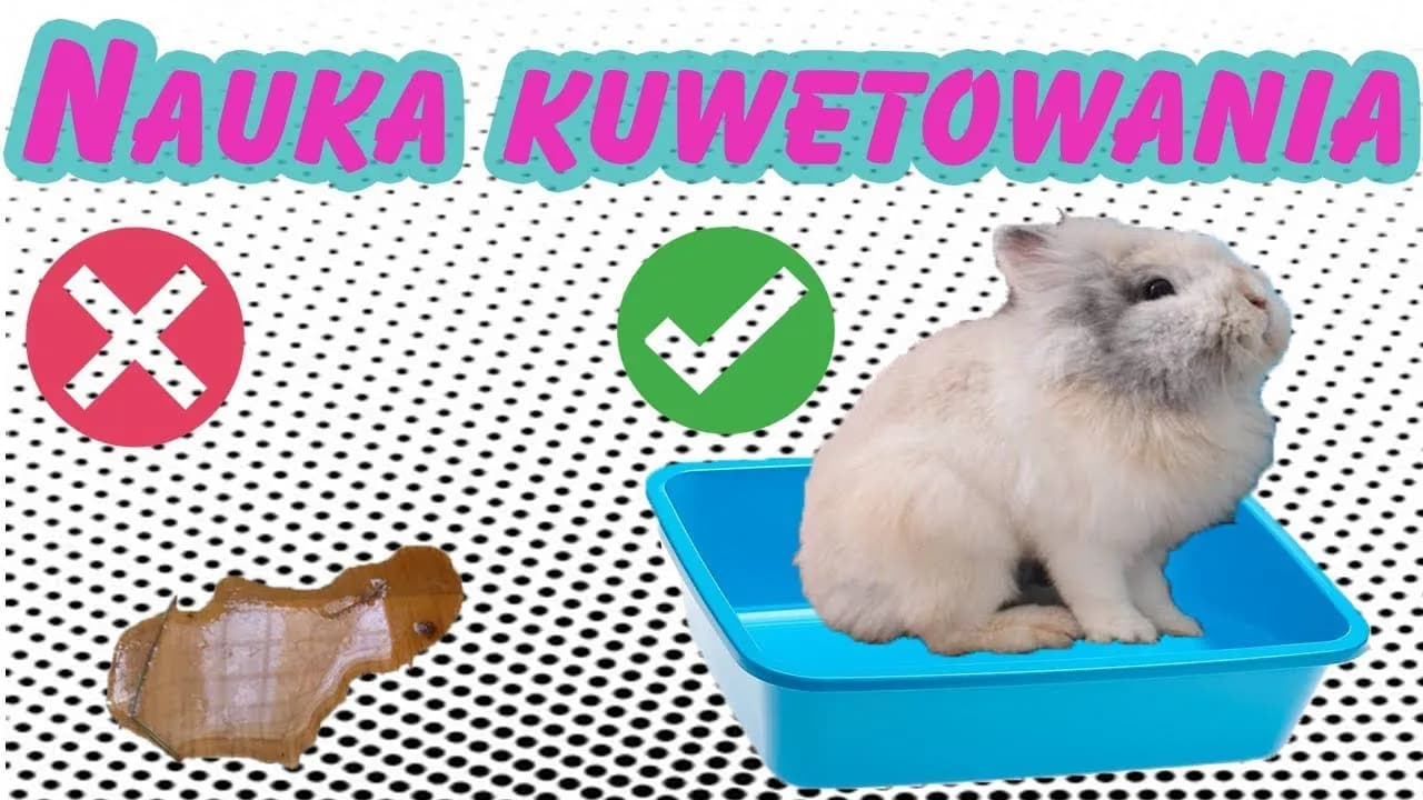 Jak zrobić kuwetę dla królika - proste sposoby na wygodę pupila Jak zrobić kuwetę dla królika - proste sposoby na wygodę pupila