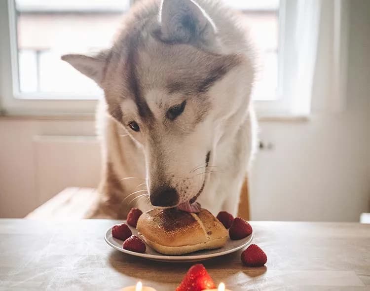 Czy pies może jeść chleb: Poradnik o zdrowym karmieniu twojego pupila Czy pies może jeść chleb: Poradnik o zdrowym karmieniu twojego pupila