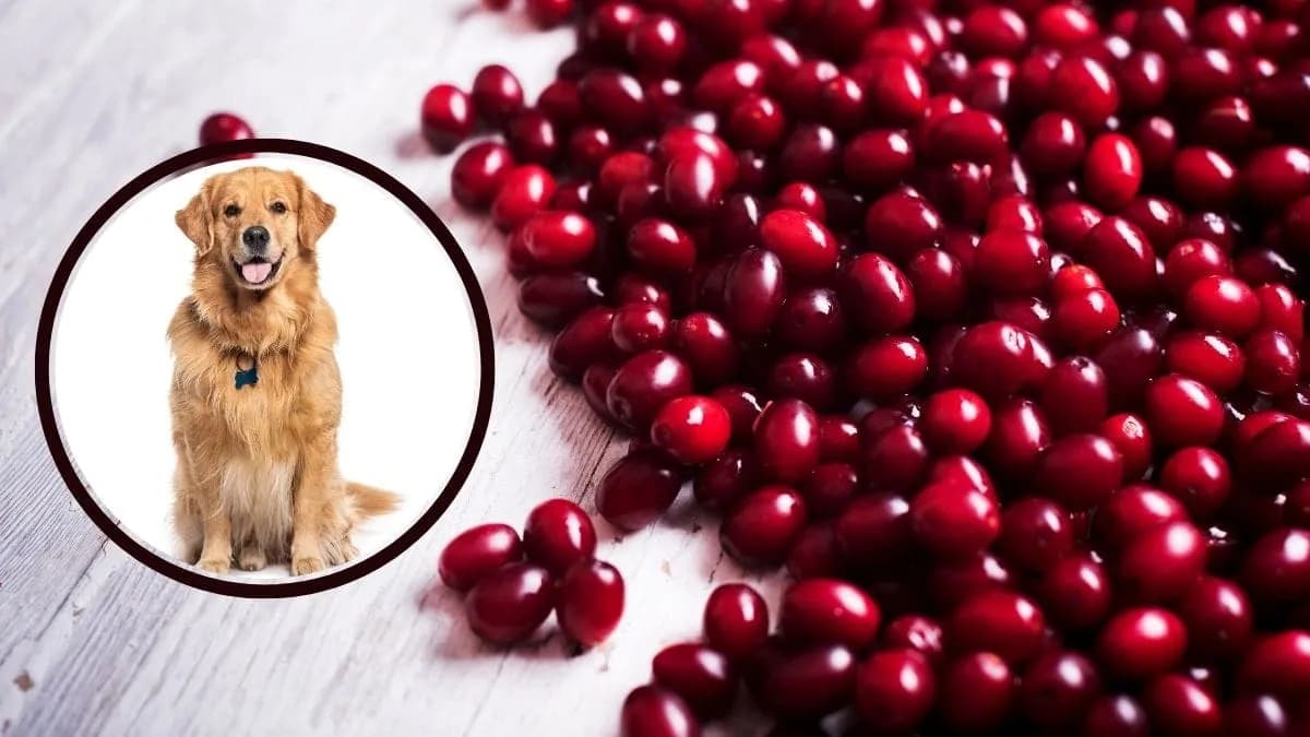 Czy pies może jeść żurawinę, poznaj korzyści i zagrożenia dla zdrowia Czy pies może jeść żurawinę, poznaj korzyści i zagrożenia dla zdrowia