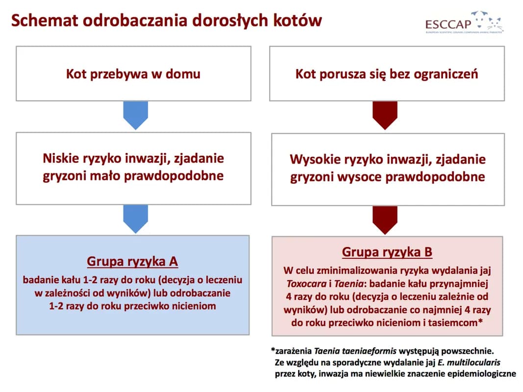 Jak często odrobaczać kota aby zapewnić mu zdrowie i bezpieczeństwo Jak często odrobaczać kota aby zapewnić mu zdrowie i bezpieczeństwo