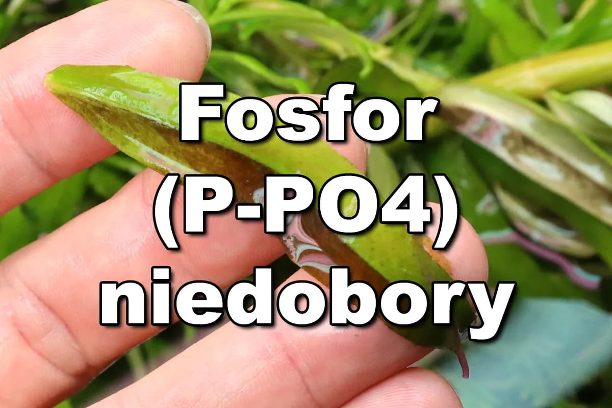 Ile PO4 w akwarium? Kluczowe poziomy dla zdrowych ryb i roślin Ile PO4 w akwarium? Kluczowe poziomy dla zdrowych ryb i roślin