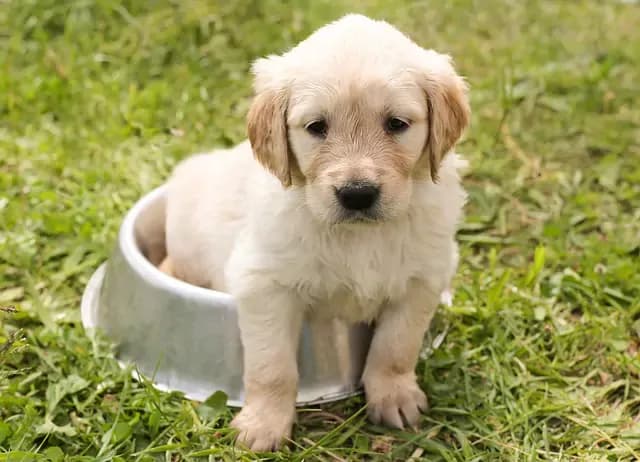 Ile waży szczeniak golden retriever? Poznaj kluczowe informacje o wzroście Ile waży szczeniak golden retriever? Poznaj kluczowe informacje o wzroście