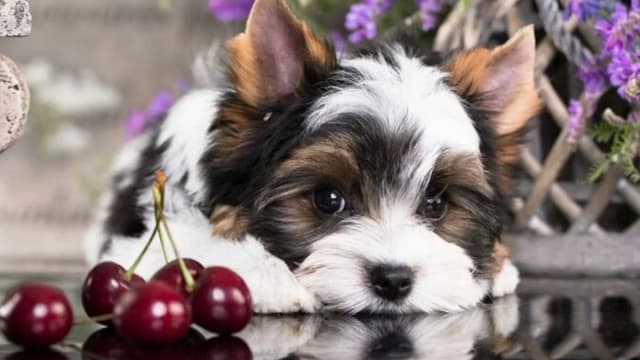 Czy pies może jeść czereśnie? Poznaj całą prawdę i uniknij zagrożeń Czy pies może jeść czereśnie? Poznaj całą prawdę i uniknij zagrożeń