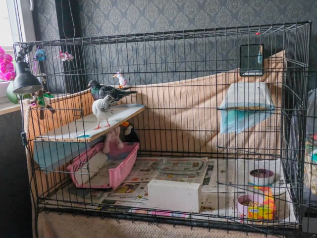 Jak zrobić klatkę dla gołębi: prosty plan budowy krok po kroku w domu Jak zrobić klatkę dla gołębi: prosty plan budowy krok po kroku w domu