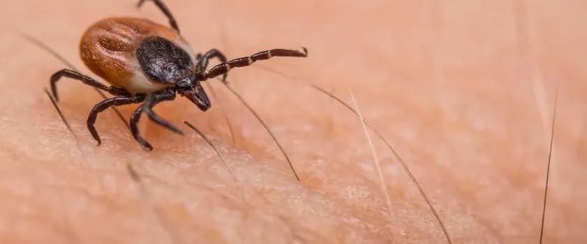 Kleszcz u człowieka co robić: skuteczne metody usuwania i zabezpieczenia Kleszcz u człowieka co robić: skuteczne metody usuwania i zabezpieczenia
