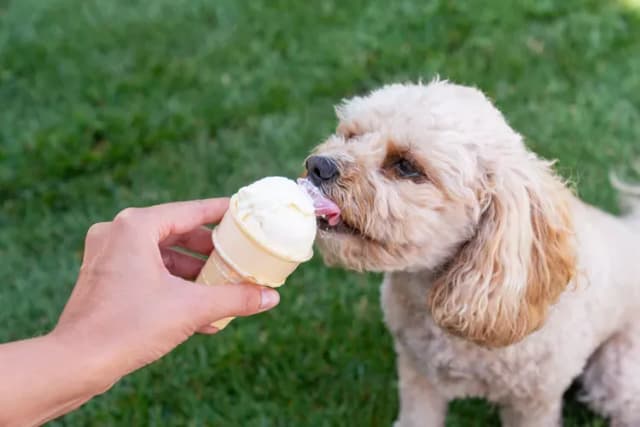 Czy pies może jeść lody? Dowiedz się, co jest bezpieczne dla pupila Czy pies może jeść lody? Dowiedz się, co jest bezpieczne dla pupila
