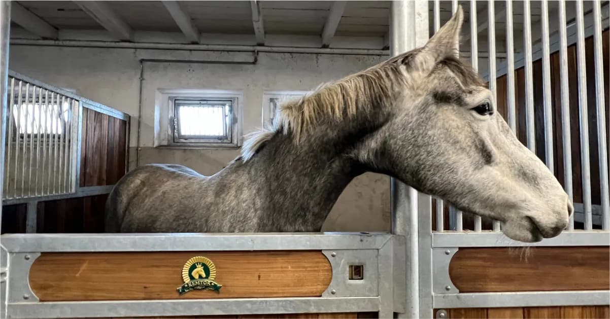 Stadnina koni koło Poznania - najlepsze miejsca na jazdę konną Stadnina koni koło Poznania - najlepsze miejsca na jazdę konną