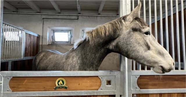 Stadnina koni koło Poznania - najlepsze miejsca na jazdę konną Stadnina koni koło Poznania - najlepsze miejsca na jazdę konną