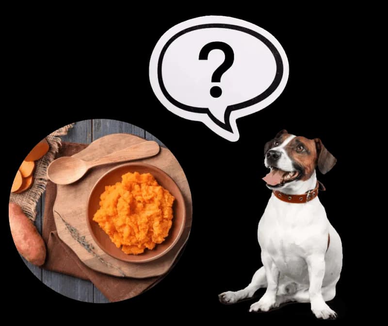 Czy pies może jeść bataty i co powinieneś wiedzieć o ich diecie Czy pies może jeść bataty i co powinieneś wiedzieć o ich diecie