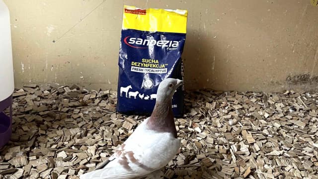 Kiedy odrobaczać gołębie pocztowe, aby zapewnić im zdrowie i bezpieczeństwo Kiedy odrobaczać gołębie pocztowe, aby zapewnić im zdrowie i bezpieczeństwo