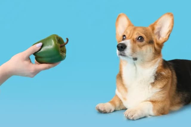 Czy pies może jeść paprykę? Poznaj prawdę i zasady bezpiecznego karmienia Czy pies może jeść paprykę? Poznaj prawdę i zasady bezpiecznego karmienia